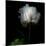 Peony in Heavenly White-Magda Indigo-Mounted Photographic Print