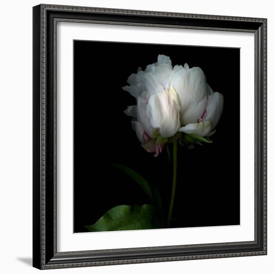 Peony in Heavenly White-Magda Indigo-Framed Photographic Print