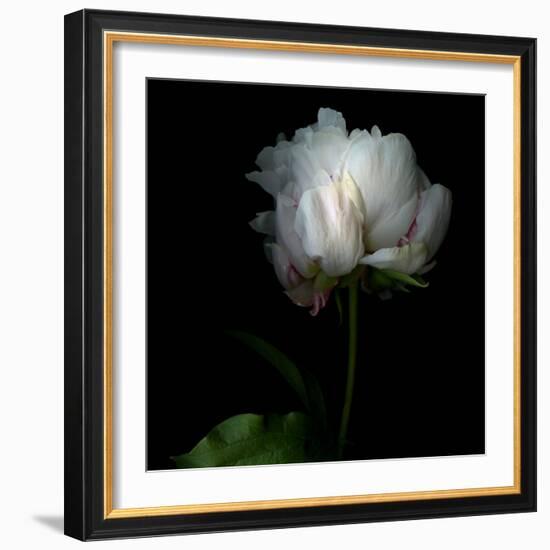 Peony in Heavenly White-Magda Indigo-Framed Photographic Print