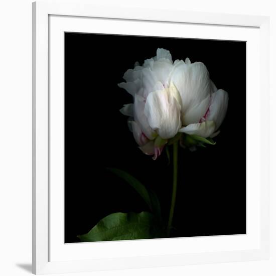 Peony in Heavenly White-Magda Indigo-Framed Photographic Print