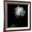 Peony in Heavenly White-Magda Indigo-Framed Photographic Print