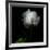 Peony in Heavenly White-Magda Indigo-Framed Photographic Print