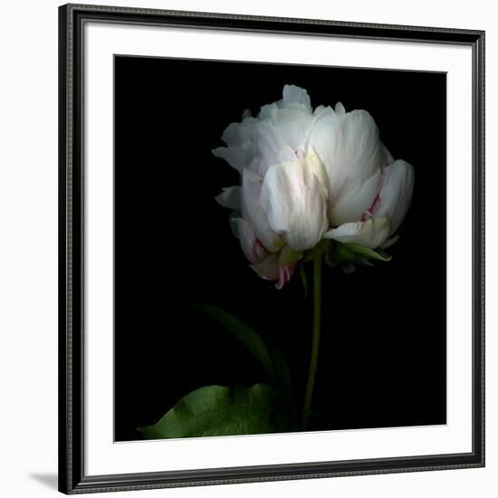 Peony in Heavenly White-Magda Indigo-Framed Photographic Print