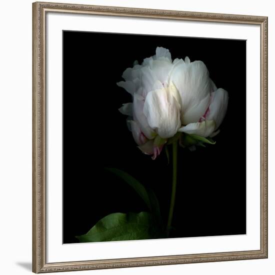 Peony in Heavenly White-Magda Indigo-Framed Photographic Print