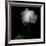 Peony in Heavenly White-Magda Indigo-Framed Photographic Print