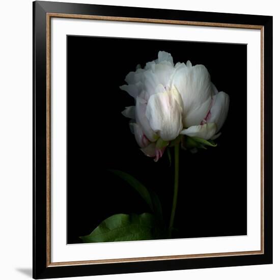 Peony in Heavenly White-Magda Indigo-Framed Photographic Print