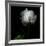 Peony in Heavenly White-Magda Indigo-Framed Photographic Print