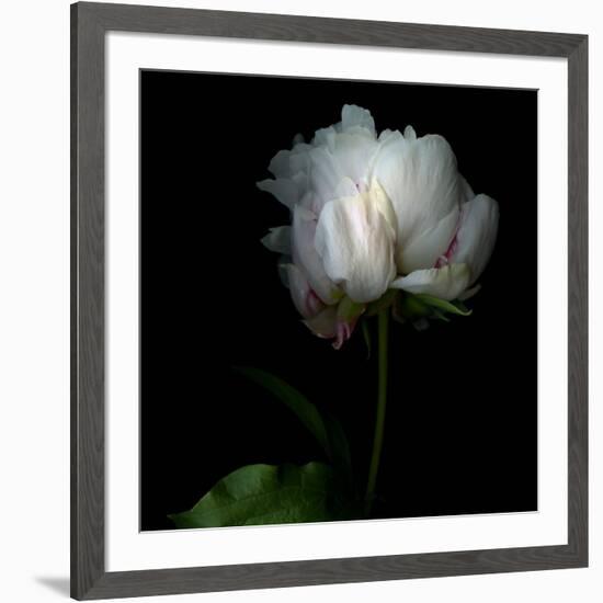 Peony in Heavenly White-Magda Indigo-Framed Photographic Print