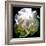 Peony In Morning Sun-Michelle Calkins-Framed Photo