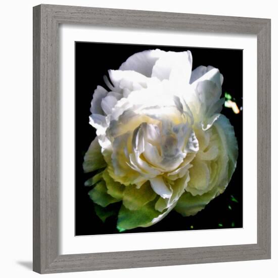 Peony In Morning Sun-Michelle Calkins-Framed Photo
