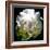 Peony In Morning Sun-Michelle Calkins-Framed Photo