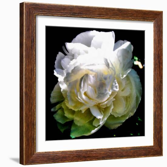Peony In Morning Sun-Michelle Calkins-Framed Photo