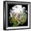 Peony In Morning Sun-Michelle Calkins-Framed Photo