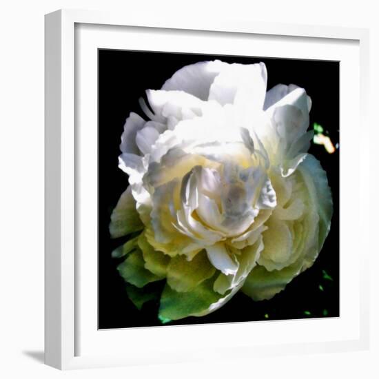 Peony In Morning Sun-Michelle Calkins-Framed Photo