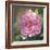 Peony in Pink I-Megan Meagher-Framed Art Print