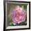 Peony in Pink I-Megan Meagher-Framed Art Print