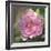 Peony in Pink I-Megan Meagher-Framed Art Print