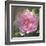 Peony in Pink I-Megan Meagher-Framed Art Print