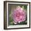 Peony in Pink I-Megan Meagher-Framed Art Print