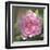 Peony in Pink I-Megan Meagher-Framed Art Print