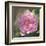 Peony in Pink I-Megan Meagher-Framed Art Print