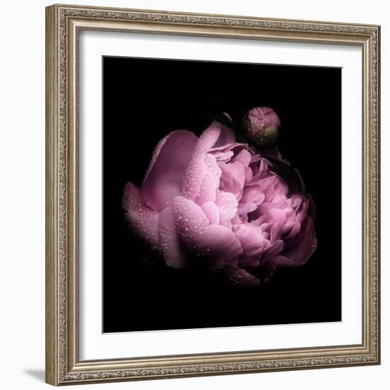 Peony In The Dark-Philippe Sainte-Laudy-Framed Photographic Print