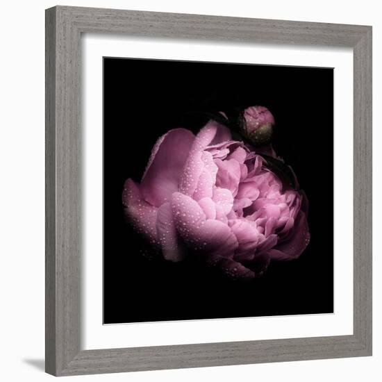 Peony In The Dark-Philippe Sainte-Laudy-Framed Photographic Print