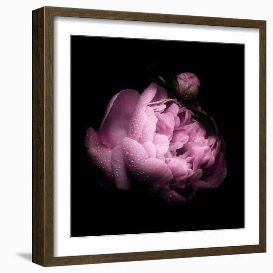 Peony In The Dark-Philippe Sainte-Laudy-Framed Photographic Print