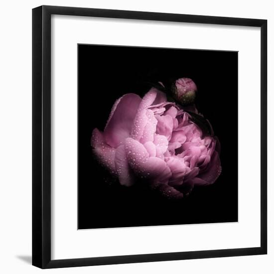 Peony In The Dark-Philippe Sainte-Laudy-Framed Photographic Print