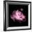 Peony In The Dark-Philippe Sainte-Laudy-Framed Photographic Print