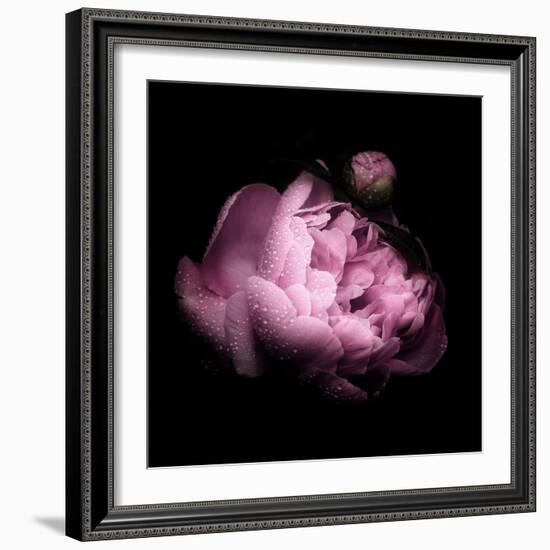 Peony In The Dark-Philippe Sainte-Laudy-Framed Photographic Print