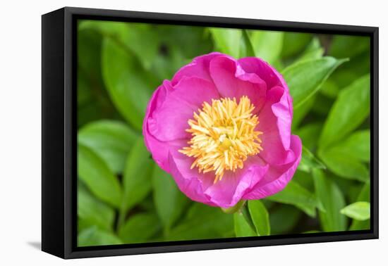 Peony Janice, Usa-Lisa S. Engelbrecht-Framed Premier Image Canvas