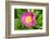 Peony Janice, Usa-Lisa S. Engelbrecht-Framed Photographic Print