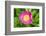 Peony Janice, Usa-Lisa S. Engelbrecht-Framed Photographic Print