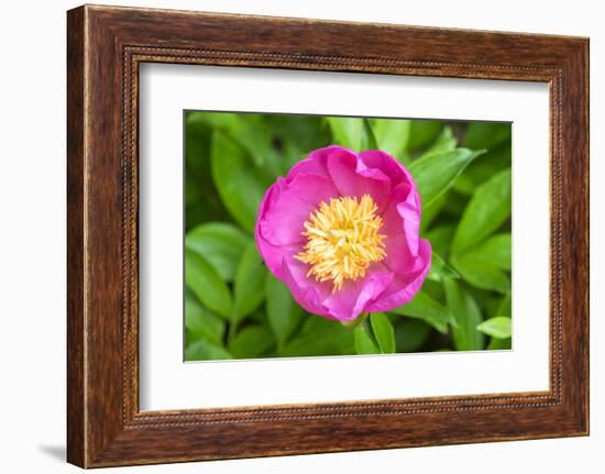 Peony Janice, Usa-Lisa S. Engelbrecht-Framed Photographic Print