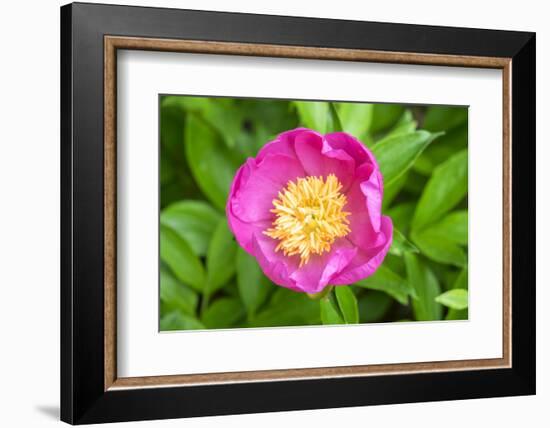 Peony Janice, Usa-Lisa S. Engelbrecht-Framed Photographic Print