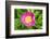 Peony Janice, Usa-Lisa S. Engelbrecht-Framed Photographic Print