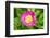 Peony Janice, Usa-Lisa S. Engelbrecht-Framed Photographic Print