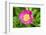 Peony Janice, Usa-Lisa S. Engelbrecht-Framed Photographic Print