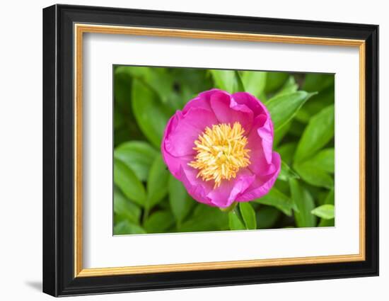 Peony Janice, Usa-Lisa S. Engelbrecht-Framed Photographic Print