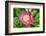 Peony Janice, Usa-Lisa S. Engelbrecht-Framed Photographic Print