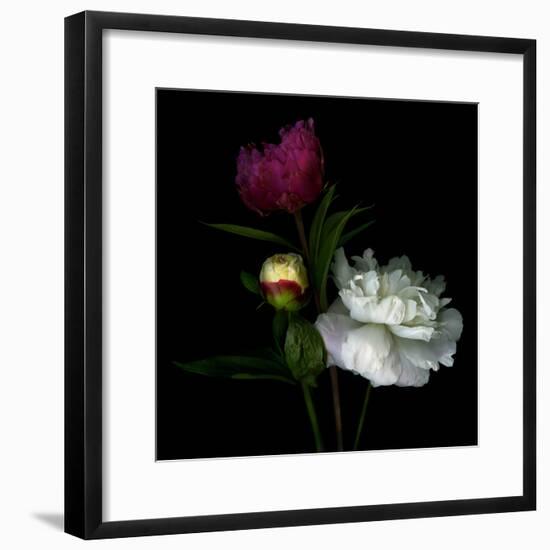 Peony Mix-Magda Indigo-Framed Photographic Print