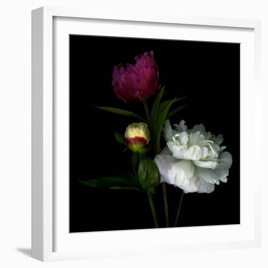 Peony Mix-Magda Indigo-Framed Photographic Print