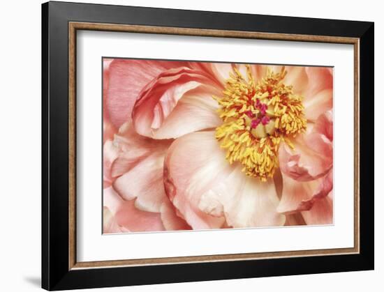 Peony One-Diane Poinski-Framed Giclee Print