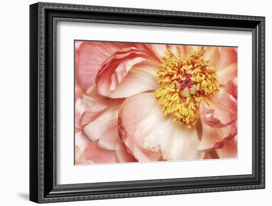 Peony One-Diane Poinski-Framed Giclee Print