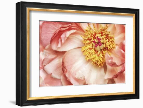 Peony One-Diane Poinski-Framed Giclee Print