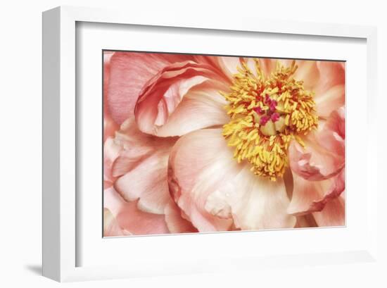 Peony One-Diane Poinski-Framed Giclee Print