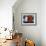 Peony (Paeonia)-Angela Marsh-Framed Photographic Print displayed on a wall