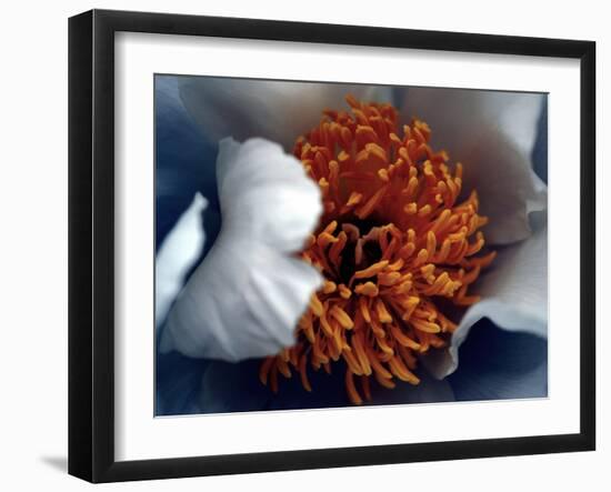 Peony (Paeonia)-Angela Marsh-Framed Photographic Print