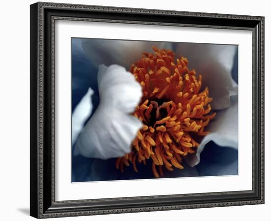 Peony (Paeonia)-Angela Marsh-Framed Photographic Print